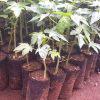 Pawpaw Seedlings (per seedlings)