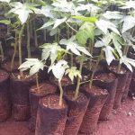 Pawpaw Seedlings (per seedlings)