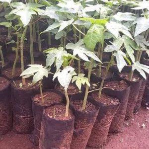 Pawpaw Seedlings (per seedlings)