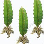 Dragon Fruit Red Rooted Cutting (per cutting)