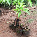 Mangoes Seedlings (per seedlings)