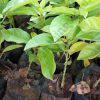 Yellow Passion (per seedlings)