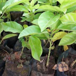 Yellow Passion (per seedlings)