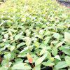Zambarau Seedlings (per seedlings)