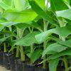 Tissue Culture Bananas Seedlings (per seedlings)