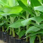 Tissue Culture Bananas Seedlings (per seedlings)