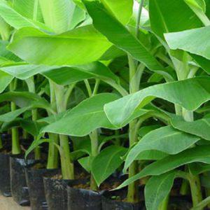Tissue Culture Bananas Seedlings (per seedlings)