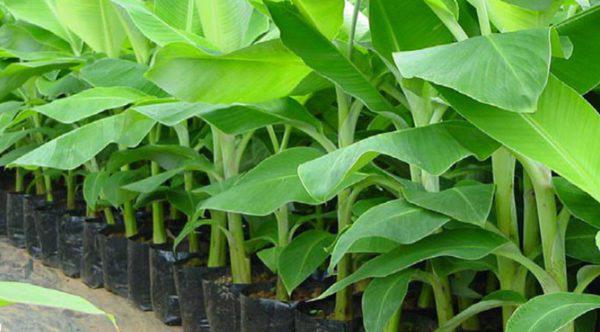 Tissue Culture Bananas Seedlings (per seedlings)