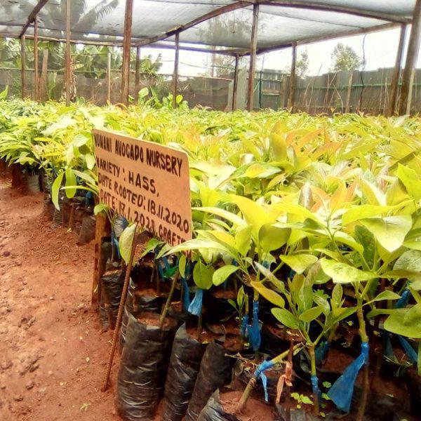 Grafted Hass Avacado Seedlings