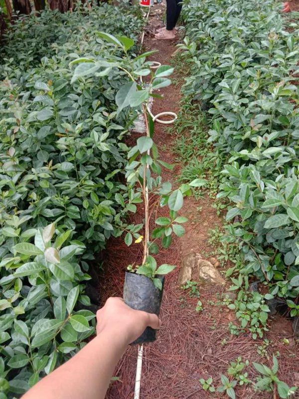 Cherry/Sweet Guava (per seedlings)