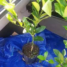 Hybrid Lemon Grafted Seedlings (per seedlings)