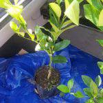 Lemons seedlings (per seedlings)