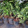Grafted Tangerines seedlings (per seedlings)