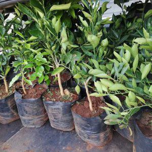 Grafted Tangerines seedlings (per seedlings)