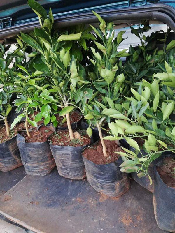Grafted Tangerines seedlings (per seedlings)