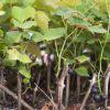 Grapes table/Wine Seedlings (per seedlings)