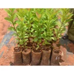 Guava White Seedlings (per seedlings)