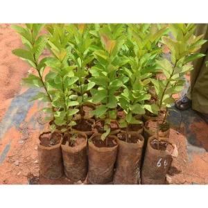 Guava White Seedlings (per seedlings)