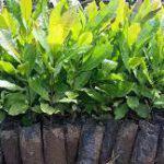 Cashew Nut Seedlings (per seedlings)