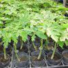 Dwarf Pawpaw Malkia F1