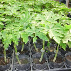 Dwarf Pawpaw Malkia F1
