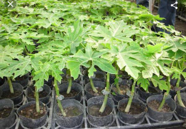 Dwarf Pawpaw Malkia F1