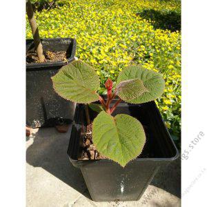 Kiwi Variety Seedlings (per seedlings)