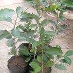 Lime Seedlings (per seedlings)