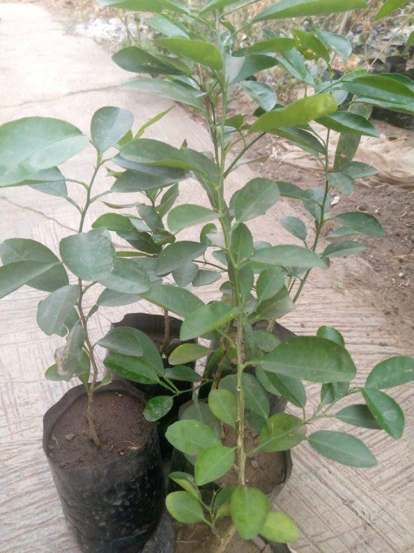 Lime Seedlings (per seedlings)