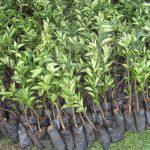 Oranges Seedlings (per seedlings)