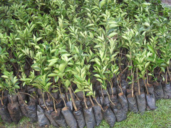 Oranges Seedlings (per seedlings)