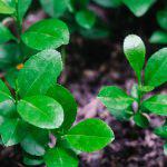 Grafted Lemon Seedlings (per seedlings)