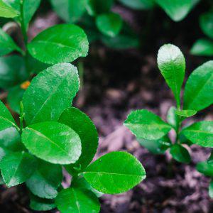 Grafted Lemon Seedlings (per seedlings)