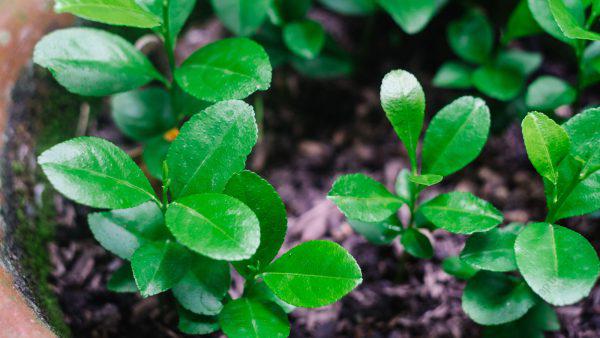 Grafted Lemon Seedlings (per seedlings)