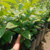 Persimmon Variety Seedlings (per seedlings)
