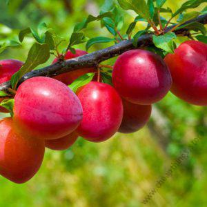 Plums Variety Seedlings (per seedlings)