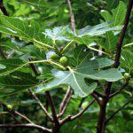 Fig Tree Variety Seedlings (per seedlings)