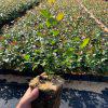 Blueberry Variety Seedlings (per seedlings)