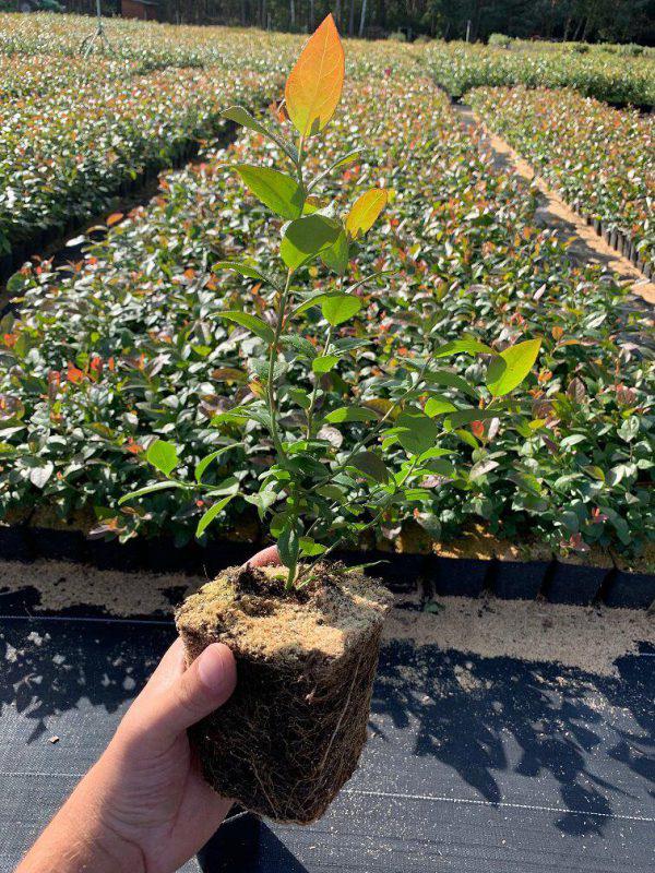 Blueberry Variety Seedlings (per seedlings)