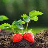 Strawberry Seedlings (per seedlings)