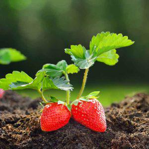 Strawberry Seedlings (per seedlings)
