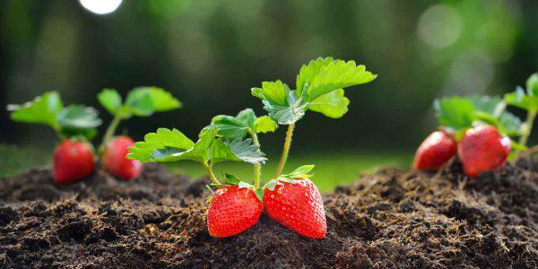 Strawberry Seedlings (per seedlings)