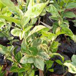 Grafted Variegated Lemon Seedlings (per seedlings)