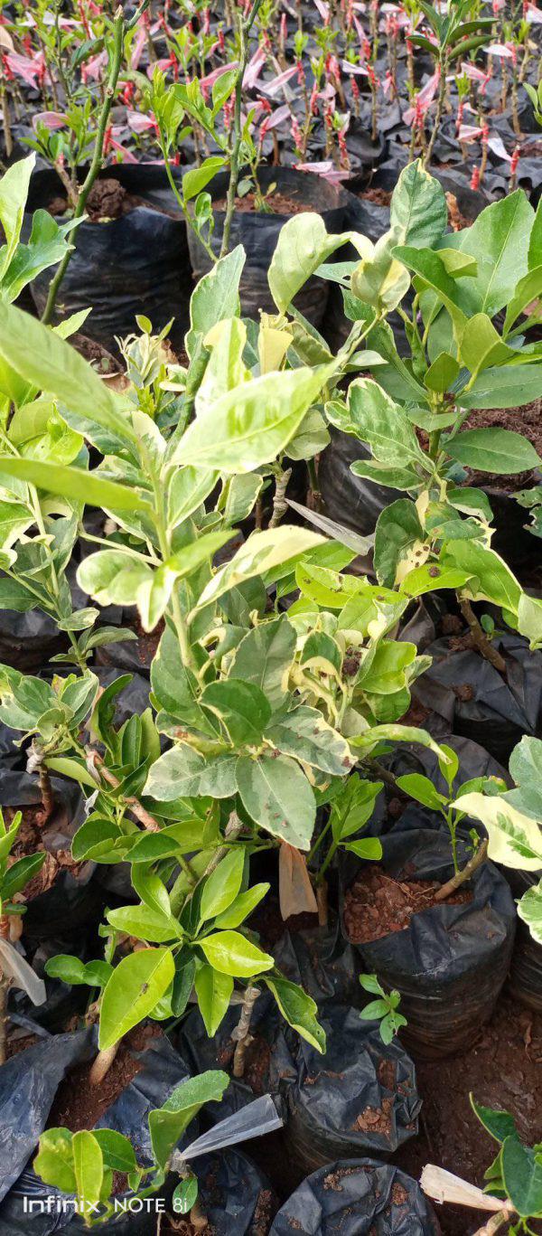 Grafted Variegated Lemon Seedlings (per seedlings)