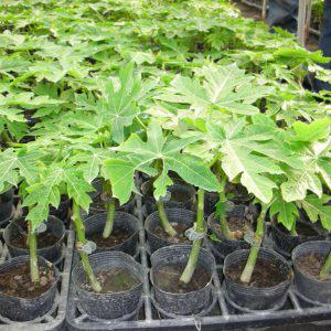 Rana Papaya (per seedling)