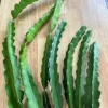 Dragon Fruit White Unrooted Cutting (per cutting)
