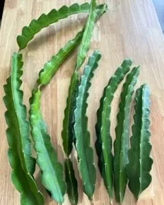 Dragon Fruit White Unrooted Cutting (per cutting)