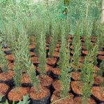 Italian Cypress (per seedlings)