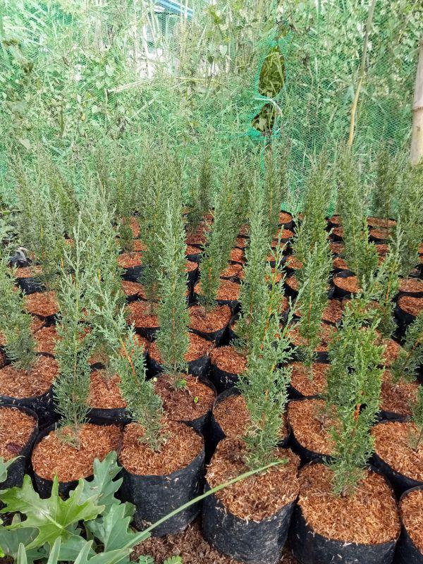 Italian Cypress (per seedlings)