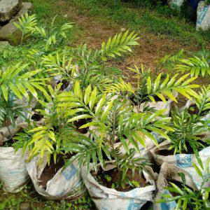 Thika palm (per seedling)